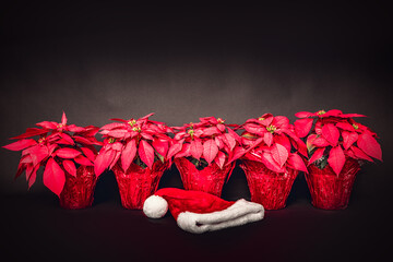 Five poinsettia plants in a row and a Santa Clause hat on black backgrond, Christmas background