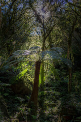 Fototapeta premium Green tree surrounded by the brazilian forest