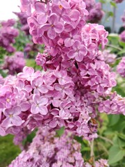 Obraz premium Pink bloomerang lilac VDNKh, Moscow