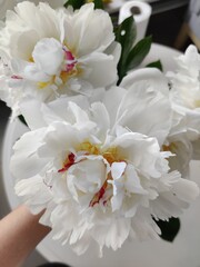 Fototapeta na wymiar Garden flowers white peonies, blossoming