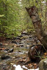A cold mountain stream making its way over rocks, as fallen tree trunks with small patches of snow herald the coming of winter.