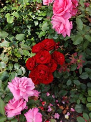 Garden roses are the brightest colors