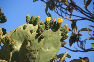 Part of an Opuntia ficus-indica with yellow flowers