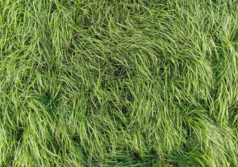 The texture of the long, tall green grass close-up. Photography, copy space, windy.