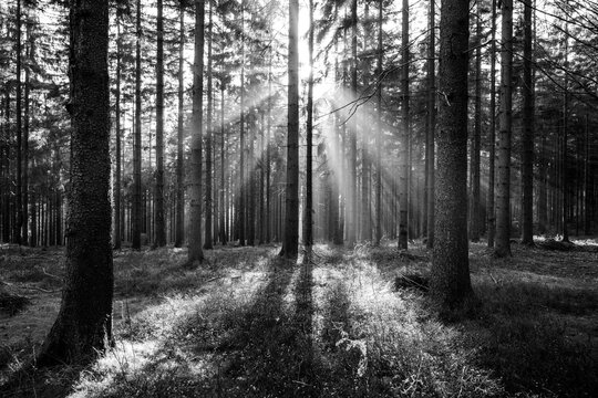 Sun beams in autumn forest