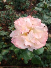 Fototapeta na wymiar Garden roses - the most delicate gradient palette