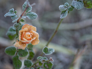 Herbaciana róża pokryta szronem  