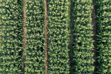 Aerial view of green corn field