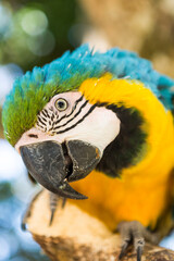 Parrot Blue Gold Macaw