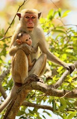 Fototapeta premium Toque macaque (Macaca sinica) Srí Lanka