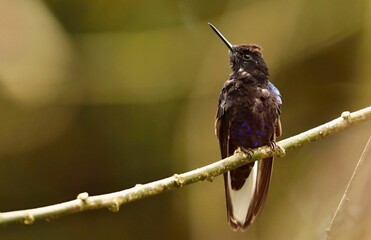 Velvet-purple Coronet (Boissonneaua jardini) Ecuador