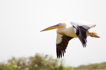 Pelican flying in Senegal