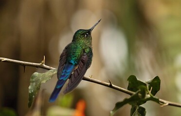 Violet-tailed Sylph (Aglaiocercus coelestis) Ecuador