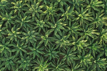 aerial view of oil palm field