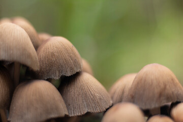 a group of small mushrooms growing in the forests of europe in autumn. closeup with selective focus and bokeh
