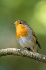 closeup of small Robin bird