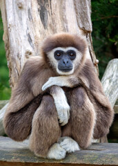 Obraz premium lar gibbon (Hylobates lar), also known as the white-handed gibbon