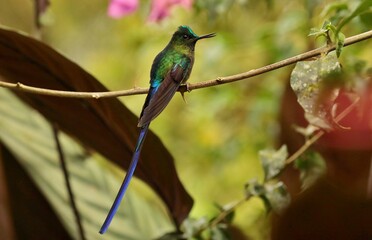 Violet-tailed Sylph (Aglaiocercus coelestis) Ecuador