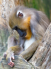 portrait of Sleepy Mandrill male in wild