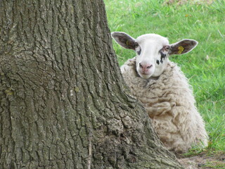 Schaf hinter einem Baum