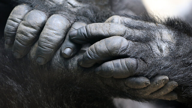 Western Lowland Gorilla hands and feet
