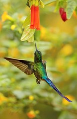 Violet-tailed Sylph (Aglaiocercus coelestis) Ecuador
