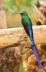 Violet-tailed Sylph (Aglaiocercus coelestis) Ecuador