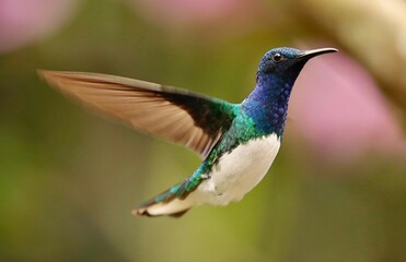 White-necked Jacobin (Florisuga mellivora) Ecuator