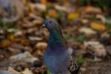 Beautiful pigeon closeup