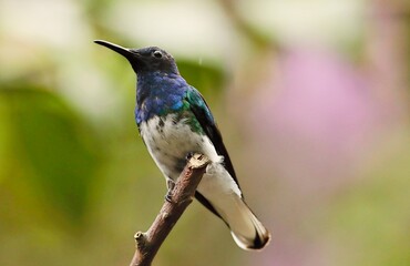 White-necked Jacobin (Florisuga mellivora) Ecuator