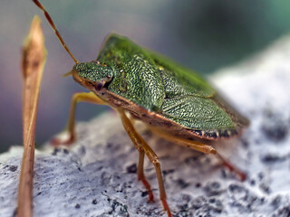 Macro de petit Insecte avec carapace verte