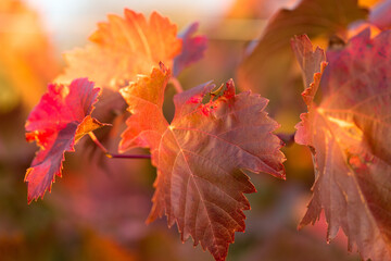 Autumn grapes with red leaves, the vine at sunset is reddish yellow