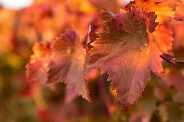 Autumn grapes with red leaves, the vine at sunset is reddish yellow