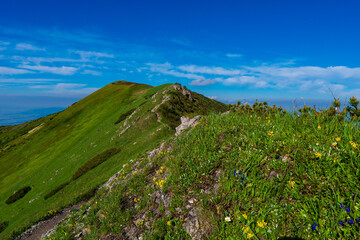 Green mountain covered with forest on the blue sky background. Mala Fatra slovakia