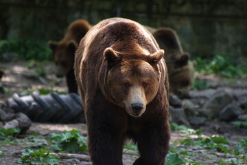 Brown bear with other two in the background