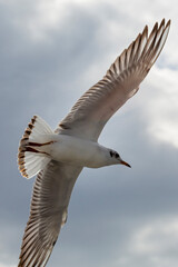 Seagull in Sopot Pier, Baltic Sea