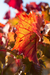 Autumn grapes with red leaves, the vine at sunset is reddish yellow