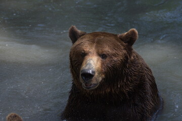 Fototapeta na wymiar Brown bear in water at the zoo facing up