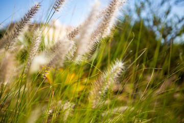 Closeup of Plants dandelions