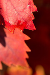 Autumn grapes with red leaves, the vine at sunset is reddish yellow