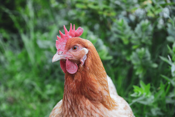 chicken