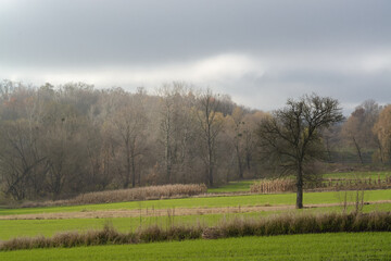 morning in the field