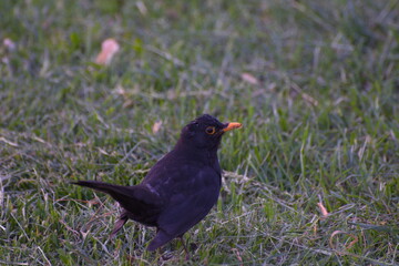 Obraz premium Dark bird on the ground