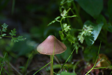 Umbrella mushroom