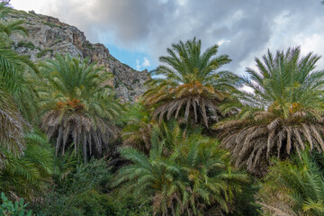 Fototapeta na wymiar Gorgeous palm tree glade, Preveli beach (aka., Palm Beach), Southern Crete, Greece. Located at the mouuth of the Megas river, Kourtaliotiko gorge.