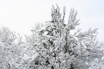Colorado landscape of snow covered trees after snow storm against white sky