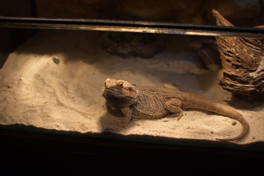 Lizard In His Tank