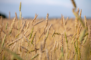 Wheat field. Ears of golden wheat close up. Beautiful Nature Sunset Landscape. Rural Scenery under Shining Sunlight. Background of ripening ears of wheat field. Rich harvest Concept. Label art design