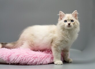 Neva Masquerade on gray backgrounds