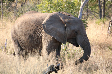 Fototapeta premium african elephant at kruger national park